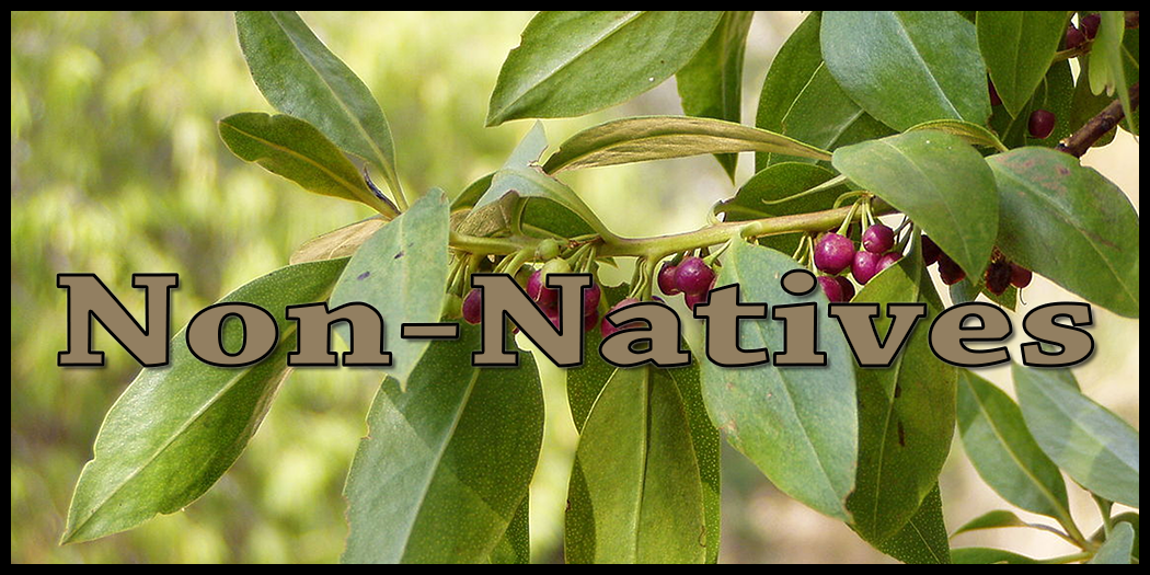 Tree Health Care - Pest & Disease Diagnosis for Non-Native Trees